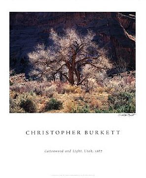 Cottonwood and Light Poster