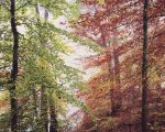 Peaceful Autumn Forest
