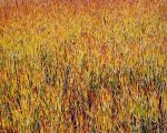 Flaming Cattail Field