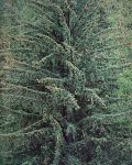 Old Growth Sitka Spruce