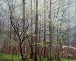 Dogwoods, Forest and Mist