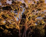 Sunset, Native Koa Trees