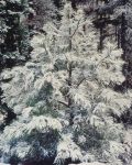 Young Pine and Snow