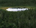 Black Spruce Forest and Pond