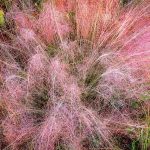 Pink Grasses and Dewdrops