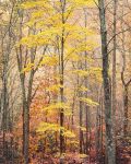 Yellow Maple, Forest and Light