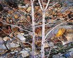 Silver Maple and Rock Wall