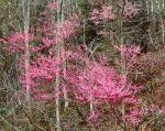 Flowering Redbud, Cherokee Forest