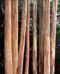 Coastal Eucalyptus Trunks