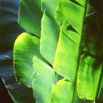 Sunlit Traveler Palm Leaves