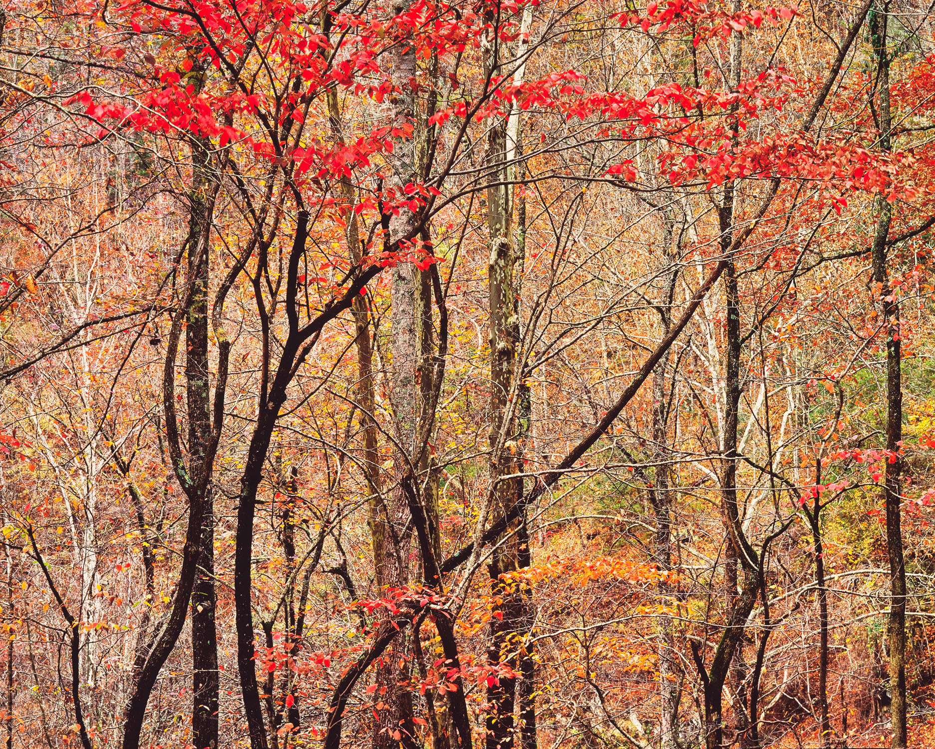 Bold Autumn Forest