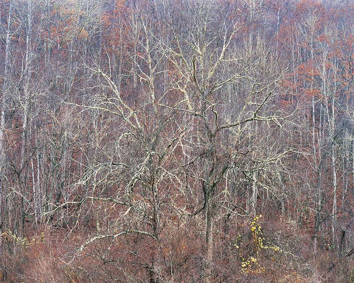 Black Walnut Trees and Rain