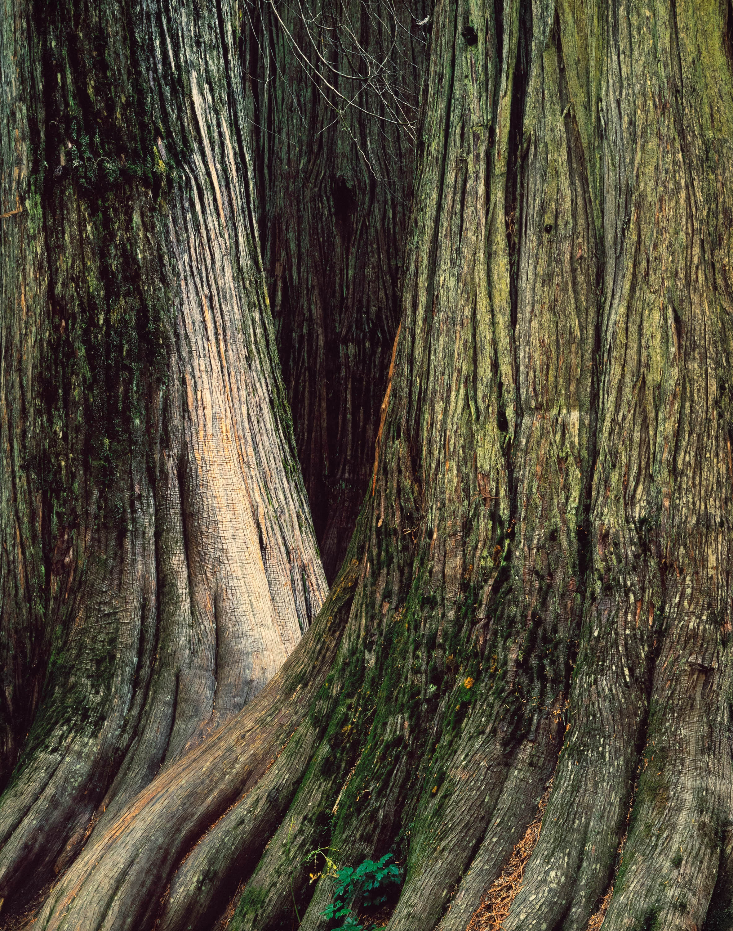Deep Forest Cedars
