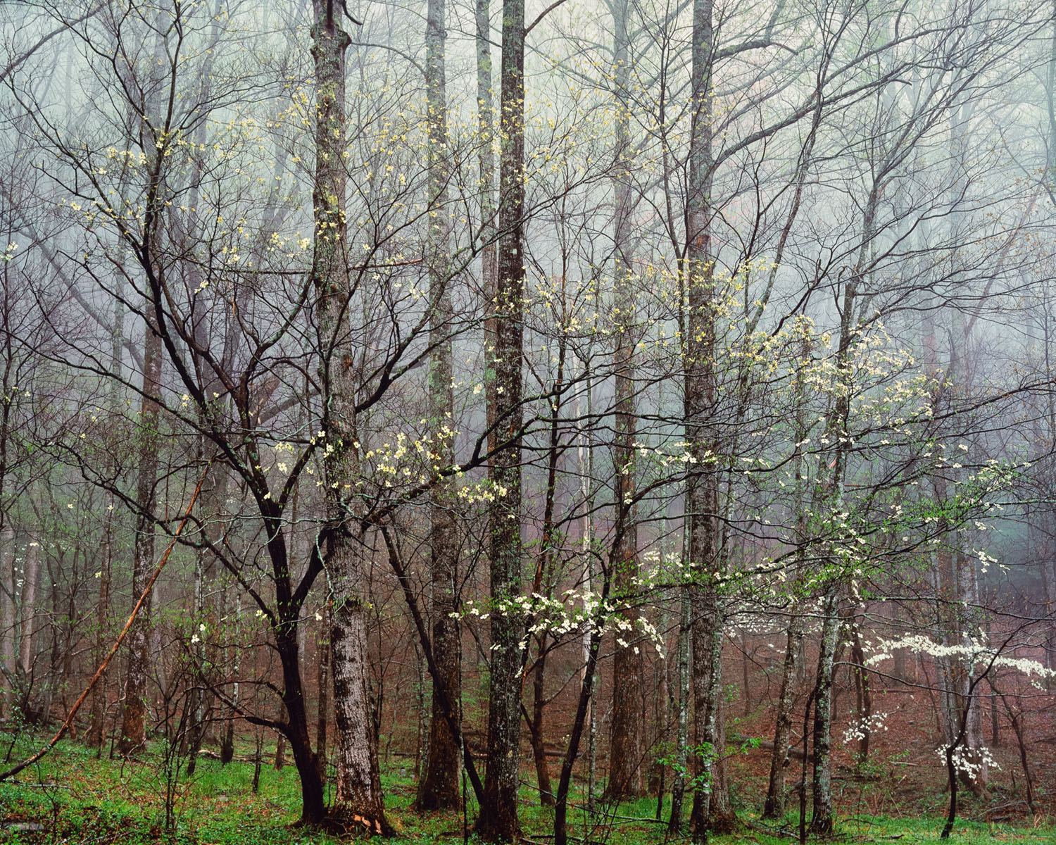Dogwoods, Forest and Mist