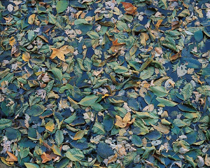 Green and Gold Floating Leaves