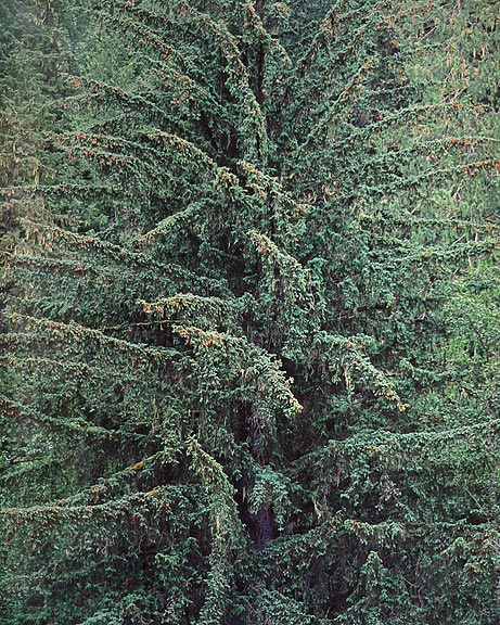 Old Growth Sitka Spruce