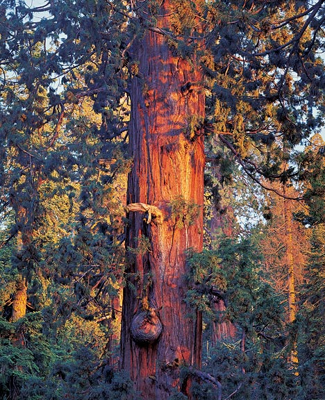 Old Sequoia at Sunset